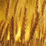 wheat