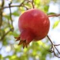 Rimon for Rosh Hashana
