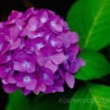 Purple Hydrangea